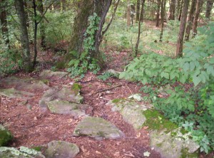 A rattlesnake slithering along among the rocks