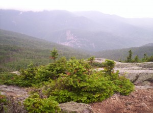 Some small trees above treeline with mountains in the background