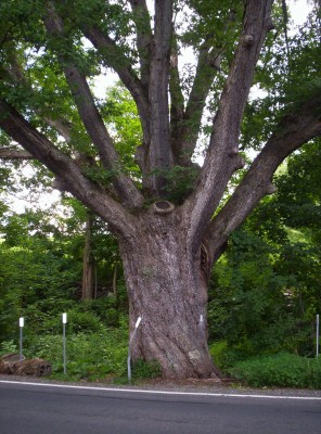 The Dover Oak, the largest tree on the Appalachian Trail (over twenty feet four inches in circumference four feet from the ground)