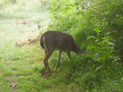A deer munching on leaves at close range, entirely unafraid of my presence
