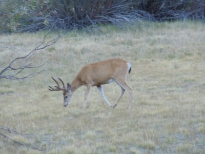 An eight-point buck who should consider himself lucky to be in a national park