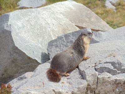 A marmot sits on a rock with its head perked up