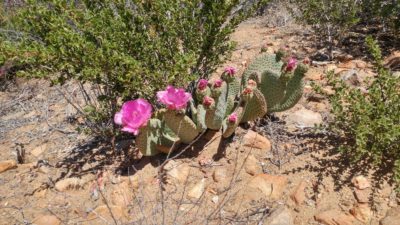 A thick, prickly pear-looking cactus with bright pink flowers that I don't think actually is prickly pear