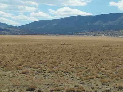 Low-lying scrub brush and desert, with hills in the background