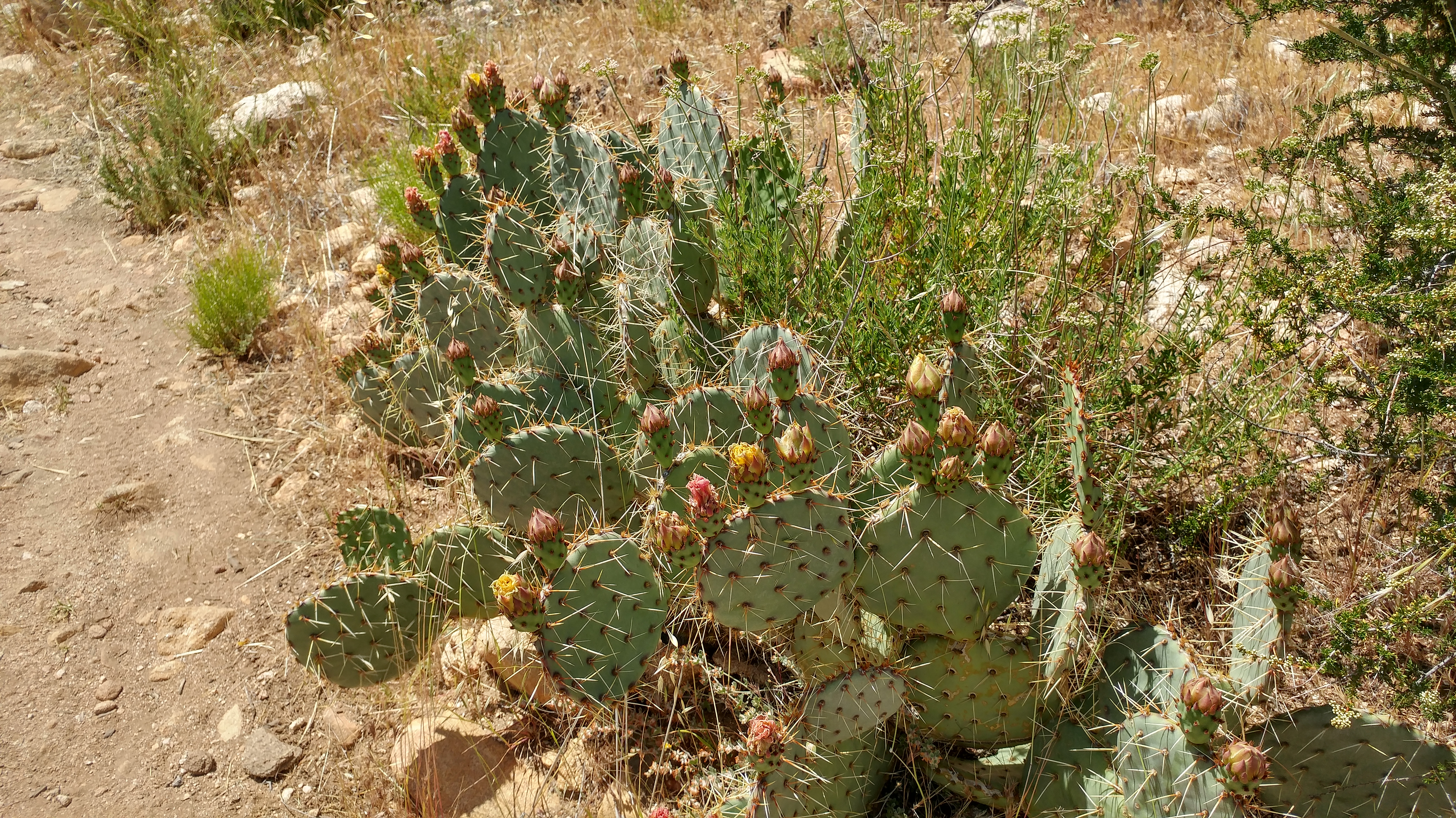 Prickly pear-looking cactus